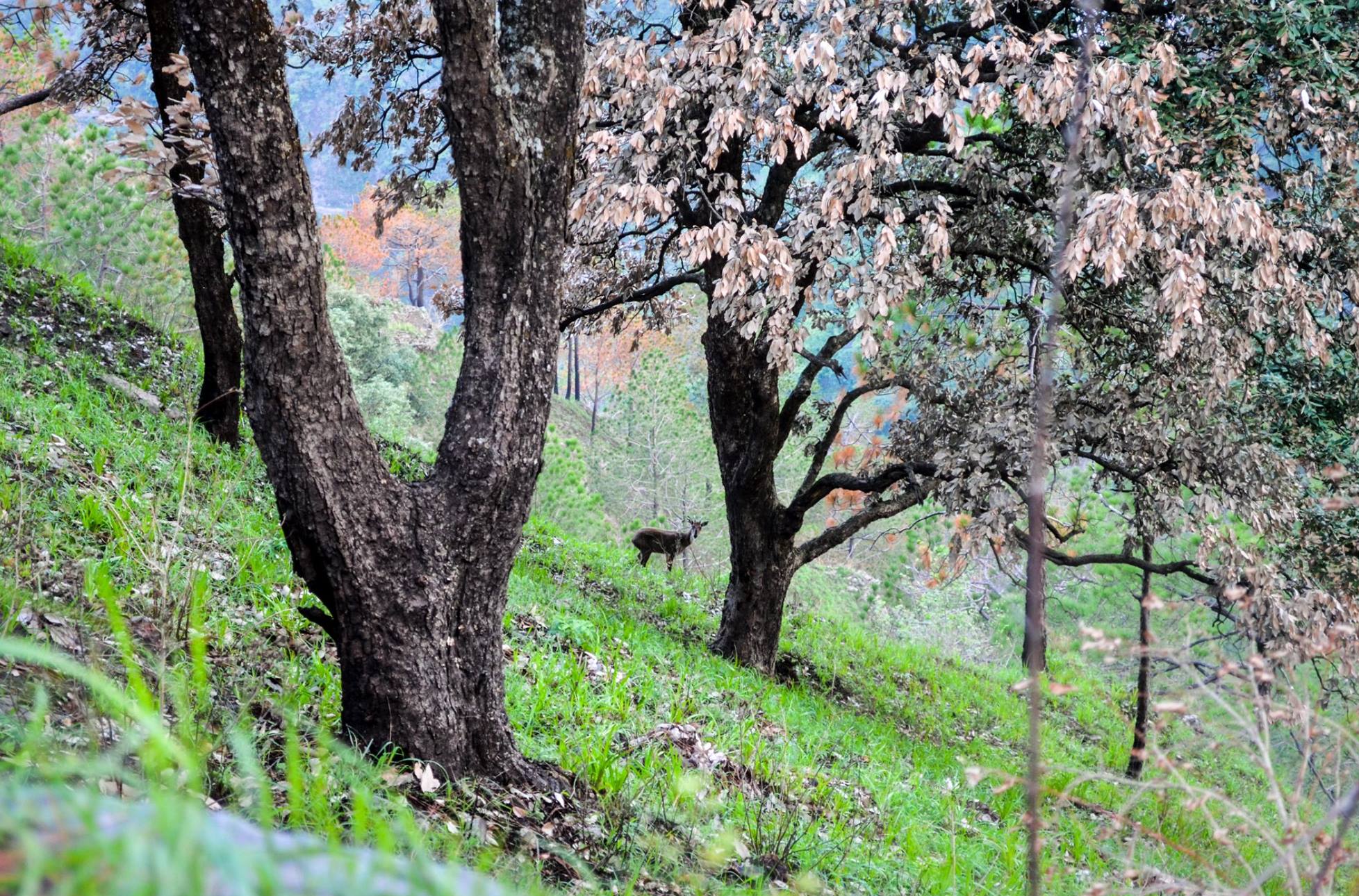 Woodland and wildlife beside Gilbert Trail, Kasauli